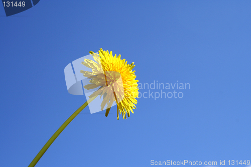 Image of dandelion blue