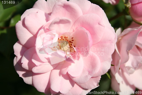 Image of Pink rose