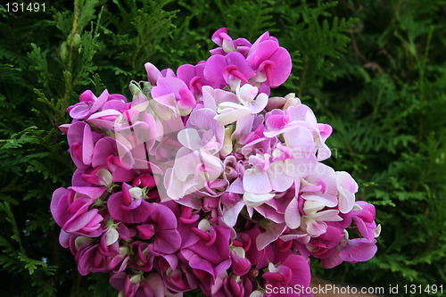 Image of A bunch of sweet peas