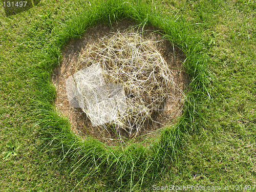 Image of Grass