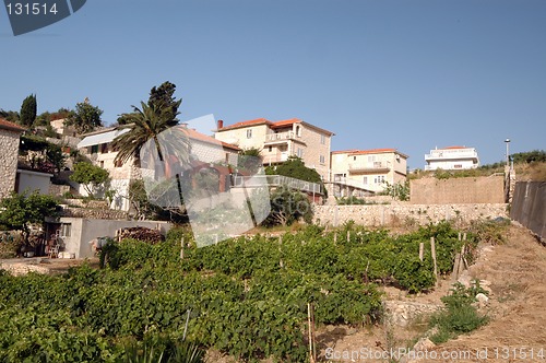 Image of vineyard with houses