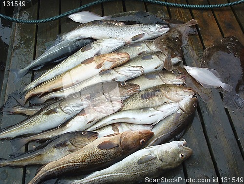 Image of Haul from sea