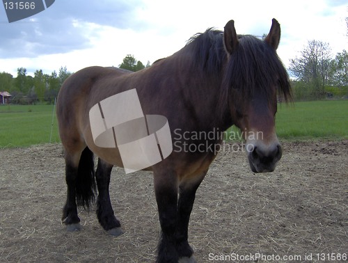 Image of horse
