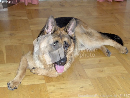Image of dog