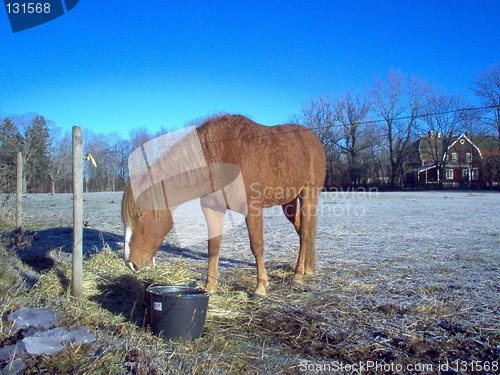Image of horse