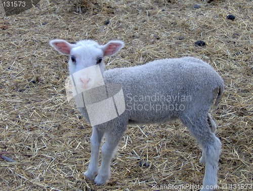 Image of sheep