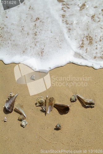 Image of Sea-shells on the beach