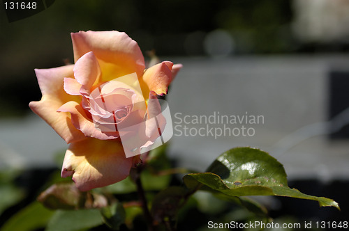 Image of Rose