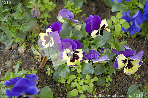 Image of flowers