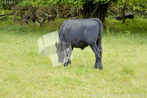 Image of cow