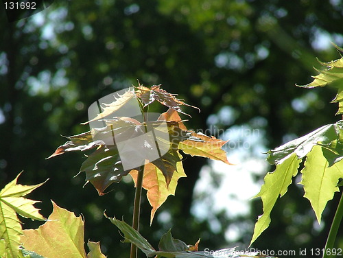 Image of Young maple tree