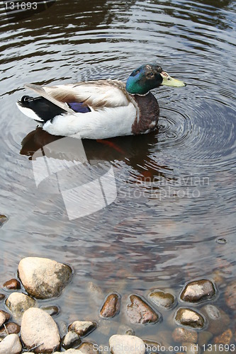 Image of Mute duck