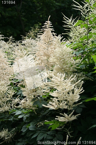 Image of Plume spiraea