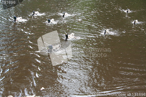 Image of Ducks swimming fast