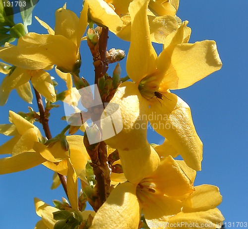 Image of Forsytia flower