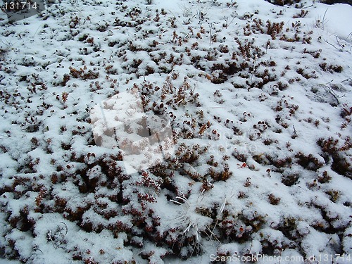 Image of Heather in winter