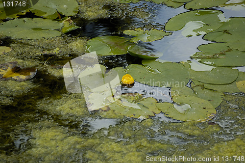 Image of water and nature