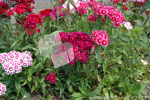 Image of flowers,carnation