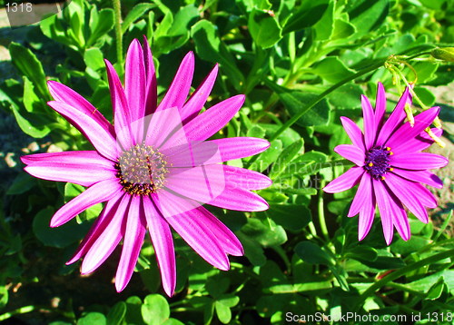 Image of Twin pink flowers