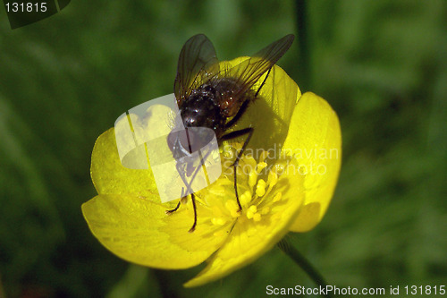 Image of fly