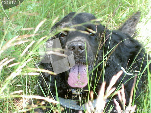 Image of cocker spaniel