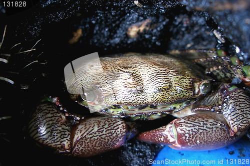 Image of crab