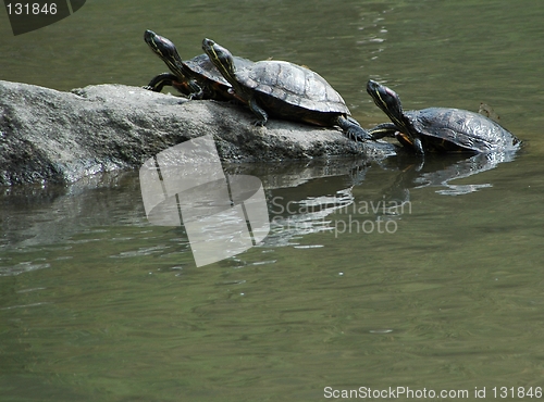 Image of Turtles on a log