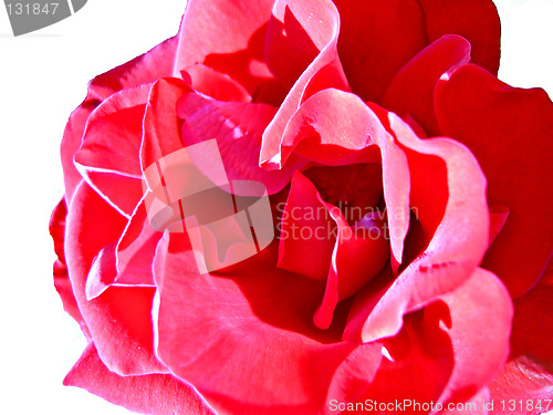 Image of a rose