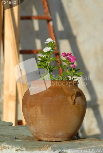 Image of flowers in pot