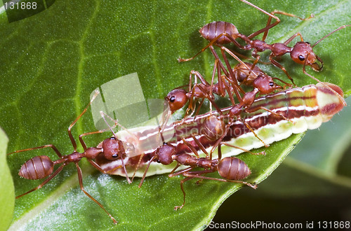 Image of Ants Team Work