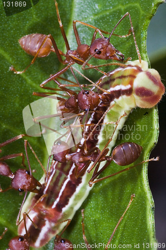 Image of Ants Team Work