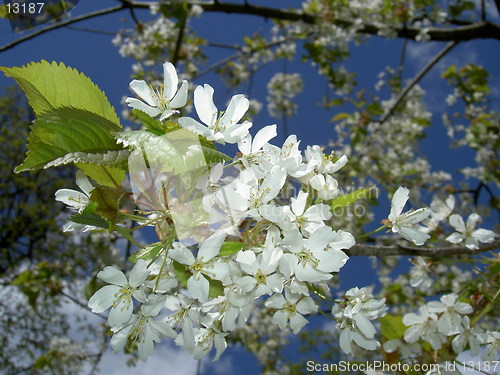 Image of flowers