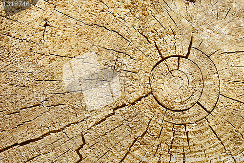 Image of Photographic background - cut of wood log
