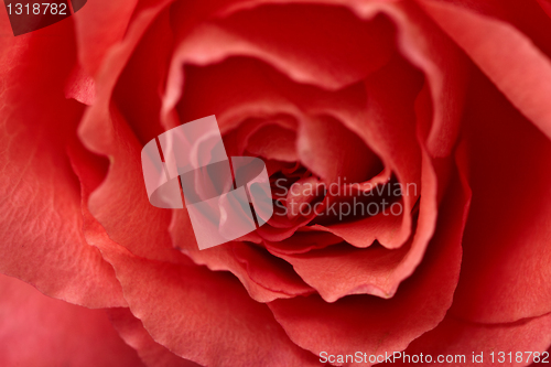 Image of Red flower - rose closeup