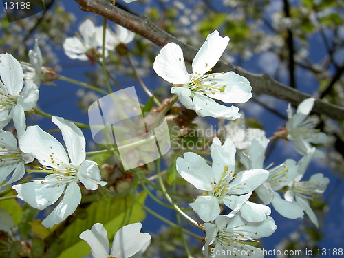 Image of flowers