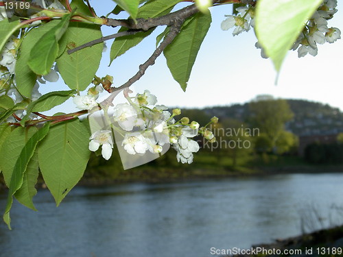 Image of flowers by nidelven