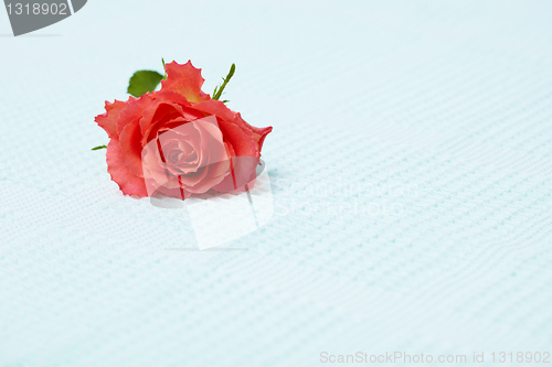 Image of Lone red rose on blue towel
