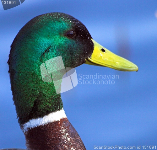 Image of Mallard