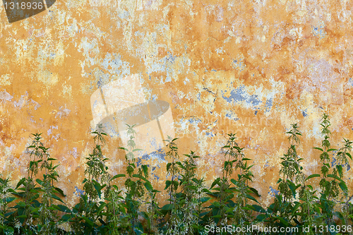 Image of Nettle is growing near old wall - backdrop