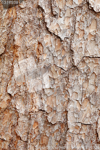 Image of Bark of pine tree - texture