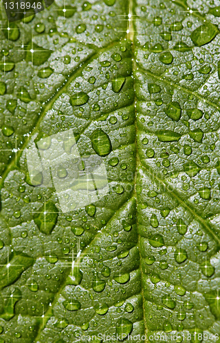 Image of Natural background - sparkling raindrops on leaf