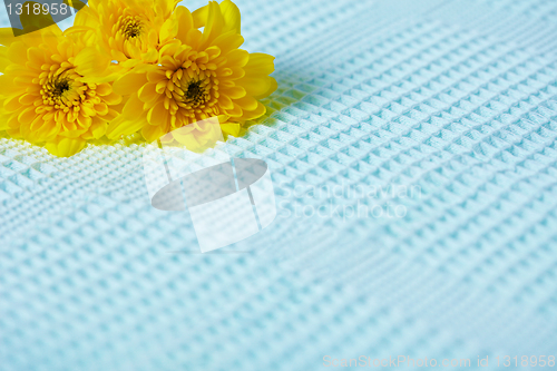 Image of Contrasting composition - yellow flowers on blue background