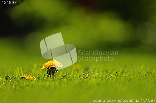 Image of Lonely flower