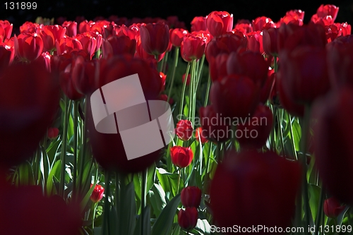 Image of Crowded tulips