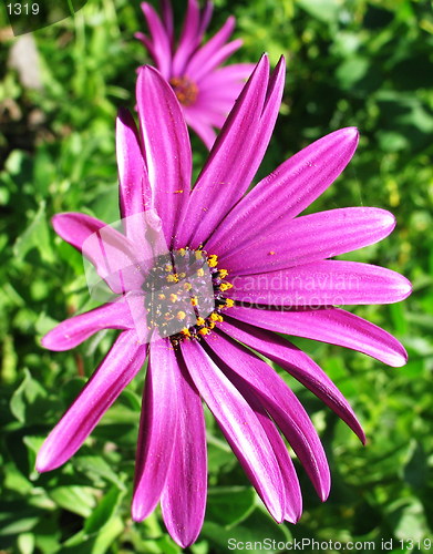 Image of Pink it