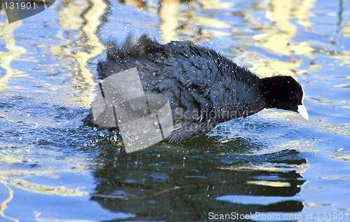 Image of Common Coot