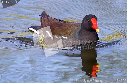 Image of Common Moorhen