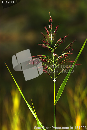 Image of Straw