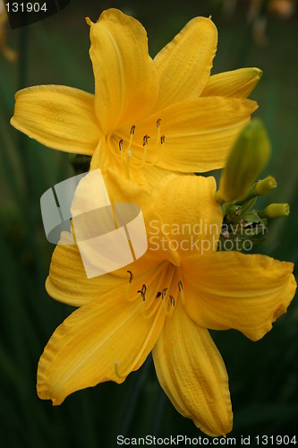 Image of Wonderful yellow lilies
