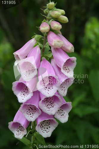 Image of Digitalis